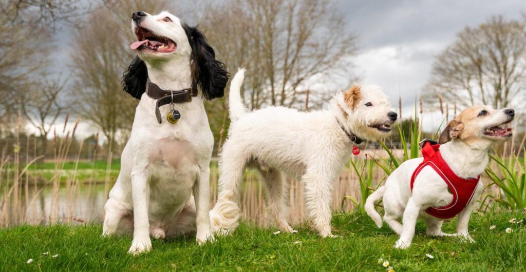 Dogs at Bicester pub garden